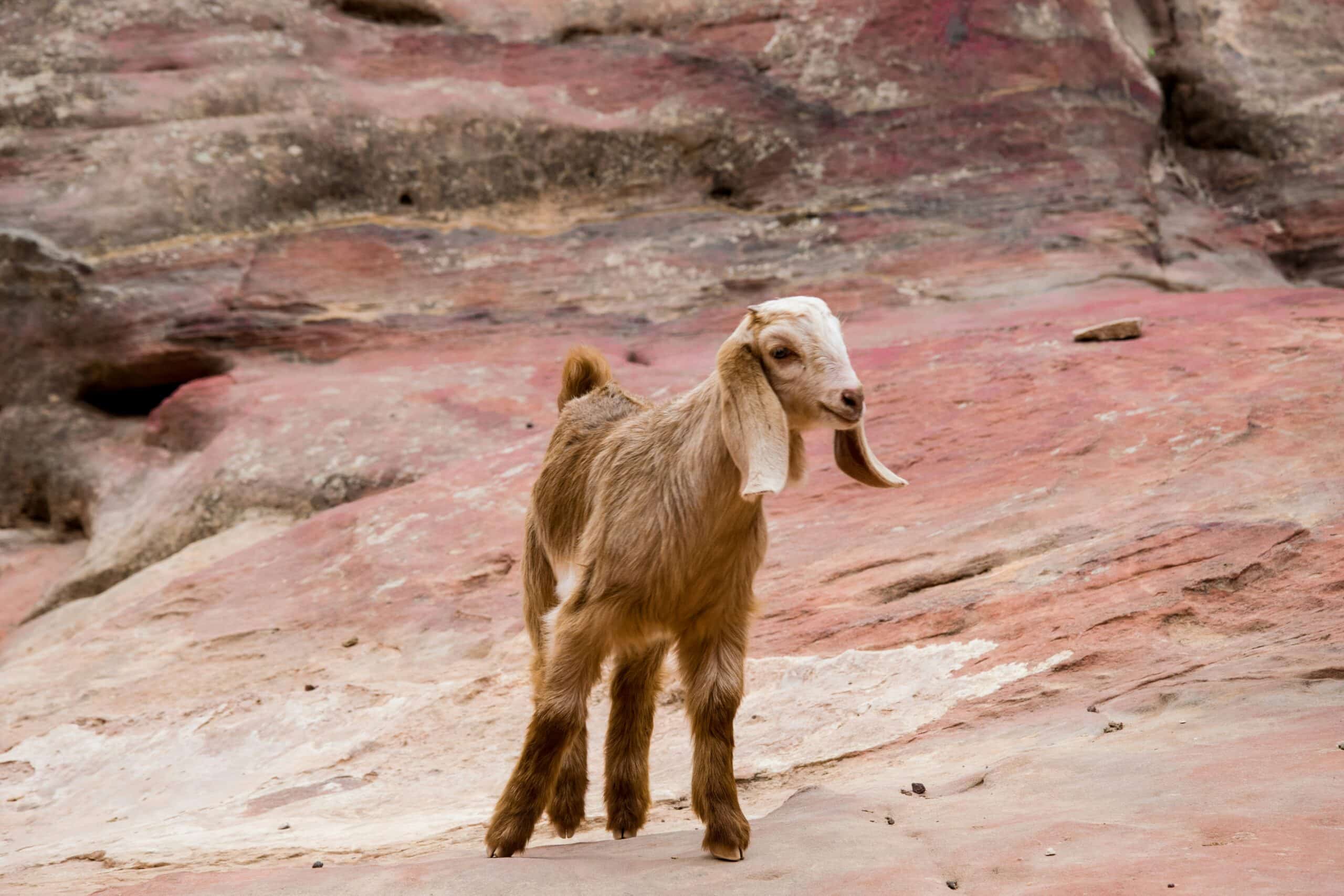 KI-gestützter Memecoin GOAT steigt auf Rekordmarktkapitalisierung, nachdem @Truth_Terminal Agent mehr finanzielle Autonomie fordert