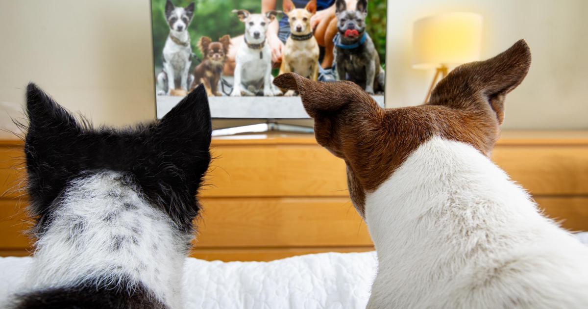 Sky launches BonfireNight TV channel to help pets stay calm during fireworks night