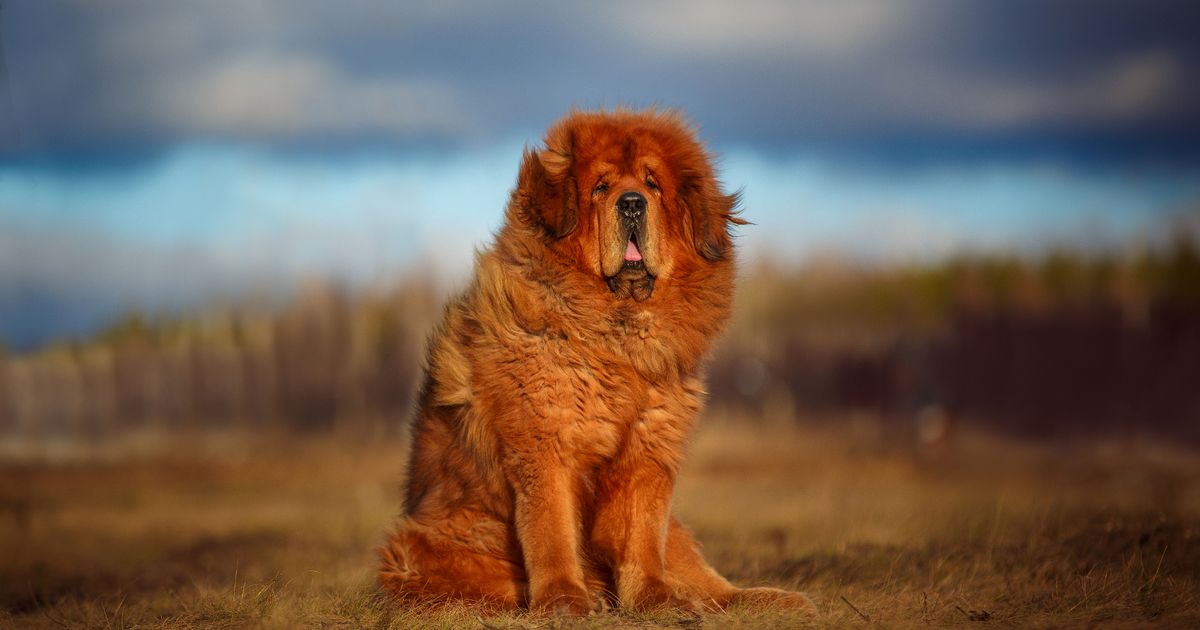 ドッグトレーナーが、将来の犬の飼い主が避けたほうがよいと示唆する3つの犬種を明らかにする