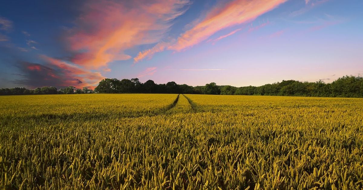 La plateforme RWA AgriDex, basée à Solana, exploite le pont de Stripe pour réduire les coûts des règlements commerciaux agricoles