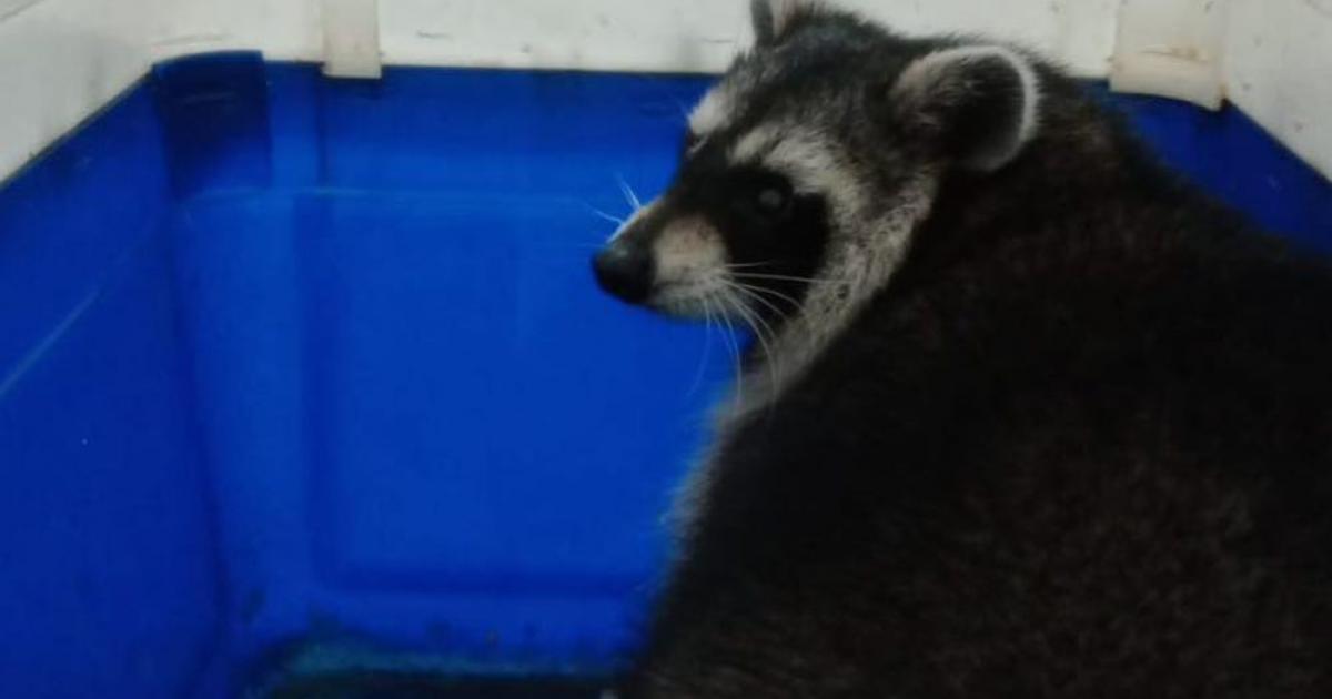 Fourth escaped Amazon World racoon is caught as zoo issues 'huge thank you' to staff