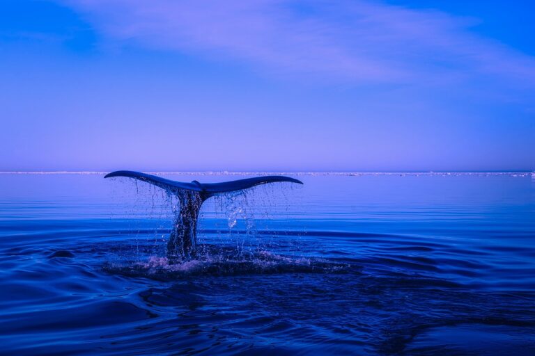 Les baleines Bitcoin accumulent 140 millions de dollars de BTC auprès de Binance alors que le prix connaît une légère correction