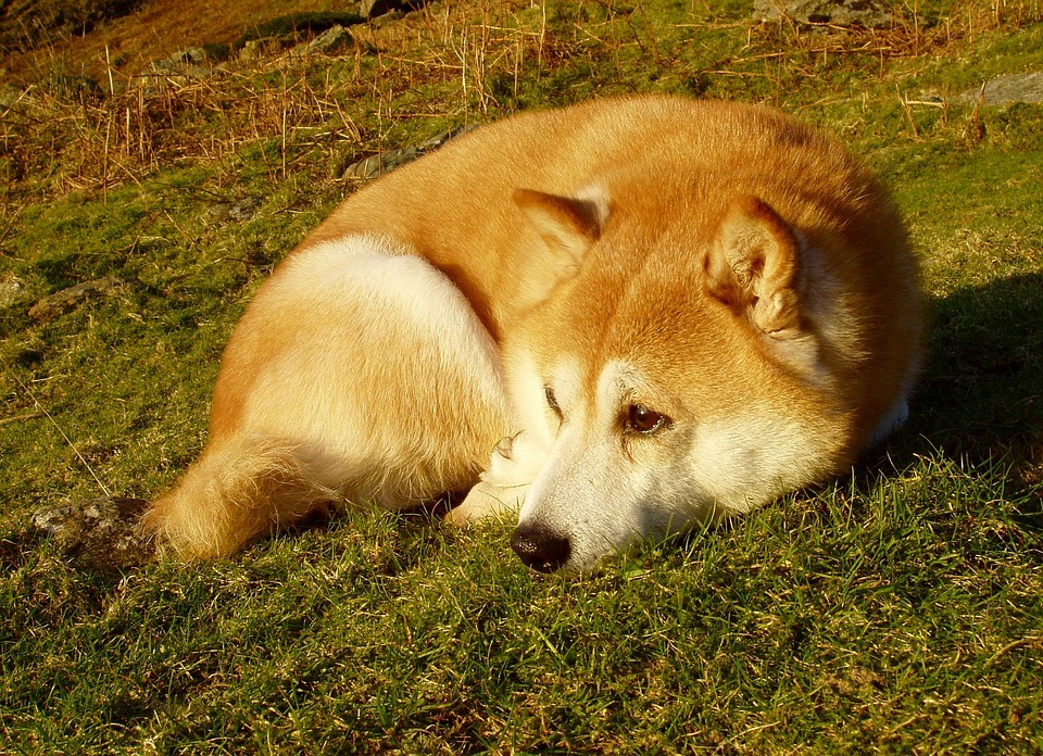 柴犬鯨魚成交量一天內暴跌 70%，SHIB 價格動態受到影響