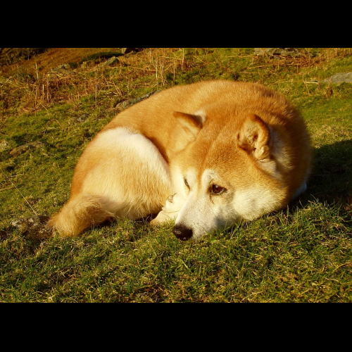 Das Shiba-Inu-Wal-Volumen stürzte an einem Tag um 70 % ab, was Auswirkungen auf die SHIB-Preisdynamik hatte