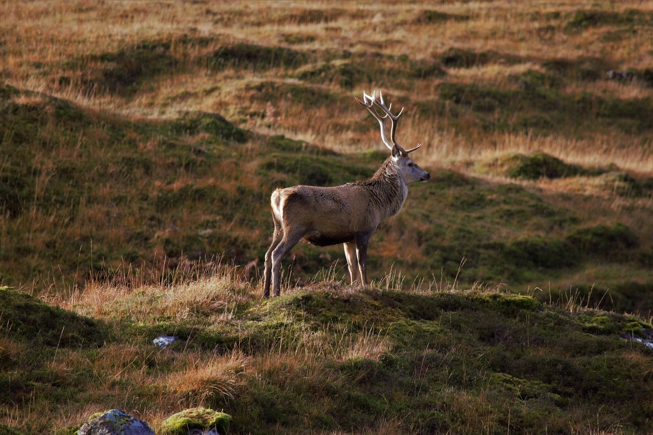 Deadstag (DSTAG) monte en flèche de 43 % alors que Pepe Unchained (PEPU) enflamme le monde de la cryptographie avec une prévente de 37,7 millions de dollars