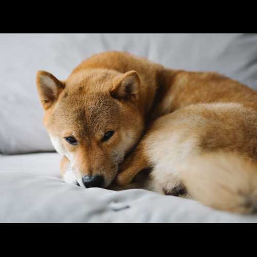 柴犬 (SHIB) 价格强劲看涨突破可能已经成熟