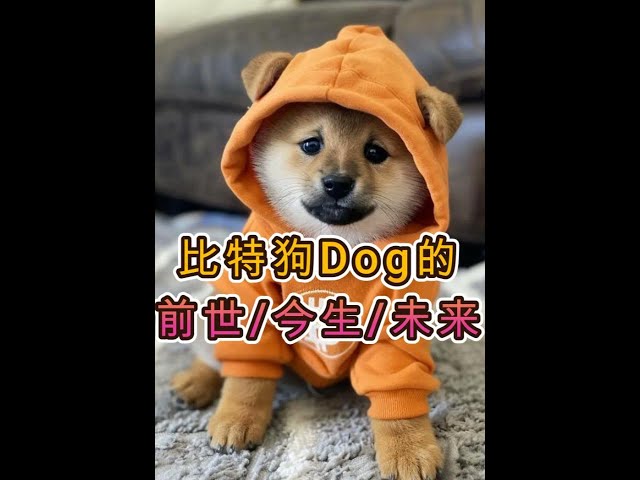 [The Rise of Bitdog DOG]: ビットコイン精神の新たな継承、自由と公平の革命的な道!ルーンストーン/ルーンドッグ