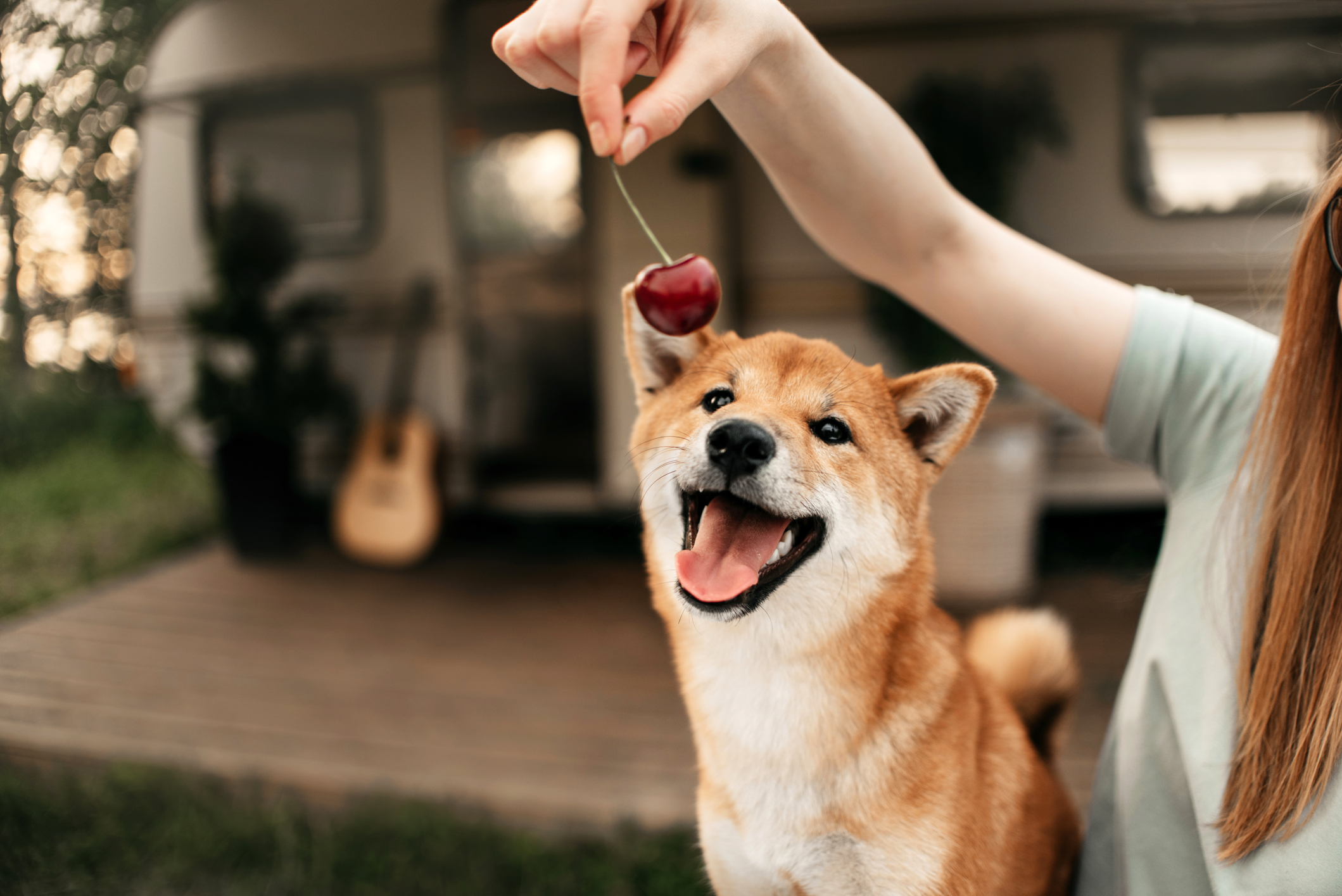 Dogecoin (DOGE)은 확실히 이번 주말에 많은 투자자의 관심을 끌고 있습니다