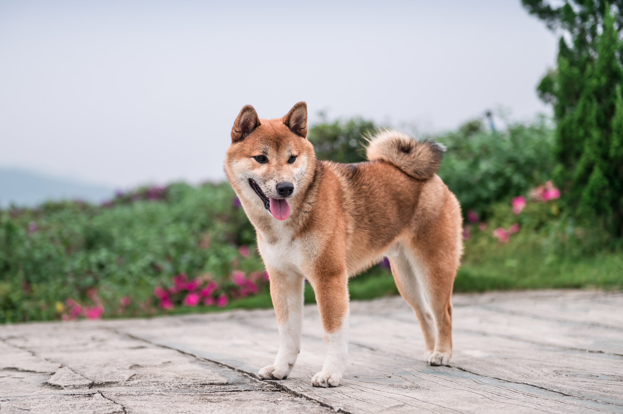 Dogecoin (DOGE) ist kein schlafender Hund mehr