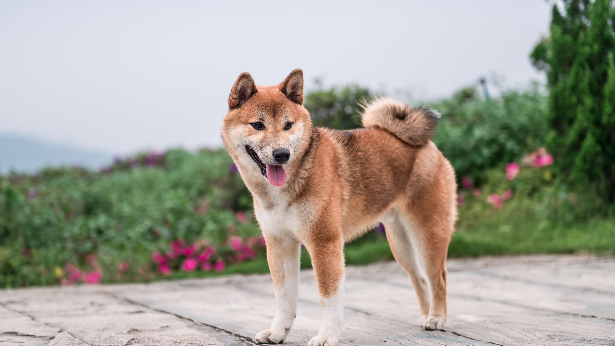 狗狗幣（加密貨幣：DOGE）不再是沉睡的狗