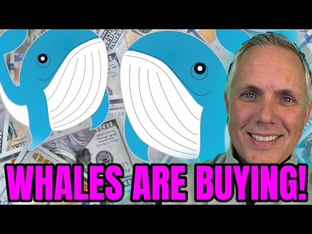 A WHALE BOUGHT $263,867 OF THIS MEME COIN PRESALE! THE PRESALE IS ALSO ABOUT TO CLOSE!