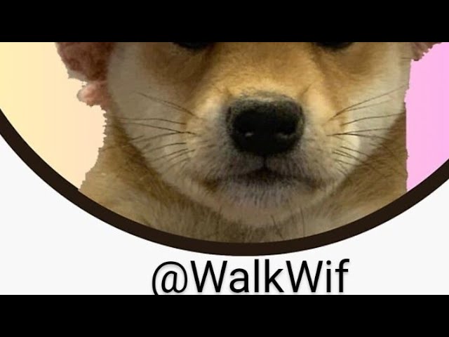 Dogwifhat coin Walk Wif 解釋評論和旅遊帶帽子的狗