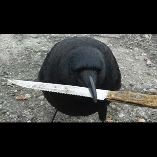 Crow With Knife (CAW) Price Surges 15% as Bulls Target $0.00000005