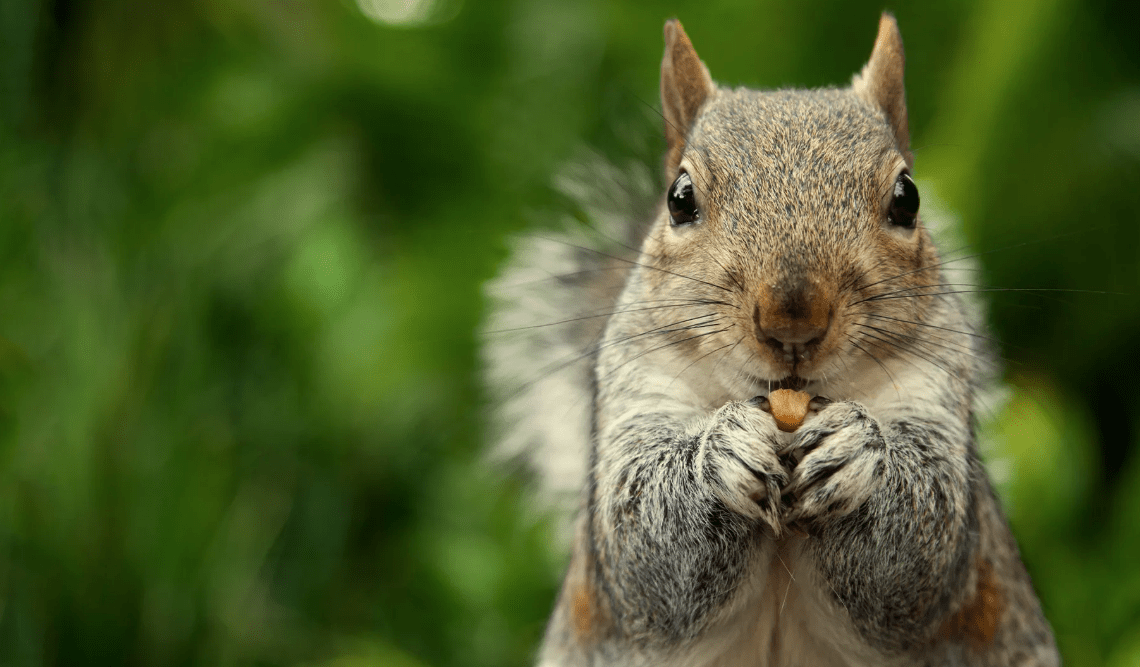 Peanut the Squirrel (PNUT) Price Prediction 2023: Is It Worth the Investment?