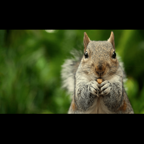 Peanut the Squirrel (PNUT)-Preisvorhersage 2023: Lohnt sich die Investition?