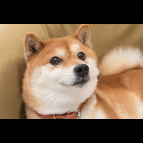 Ist Shiba Inu (SHIB) eine gute Investition? Hier sind die Vor- und Nachteile