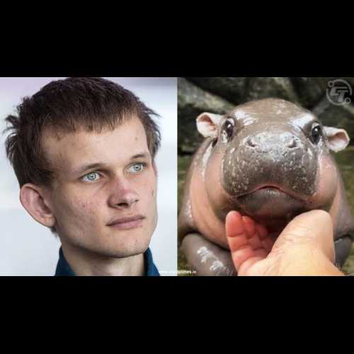 MOODENG Coin Inspired by Pygmy Hippo Surges 62% After Vitalik Buterin's $10 Million Donation