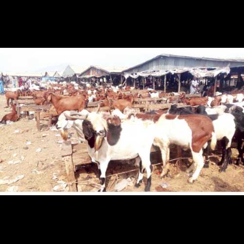 L'assistant du marché aux bestiaux d'Abuja consacre plus de temps à s'occuper des chevreaux