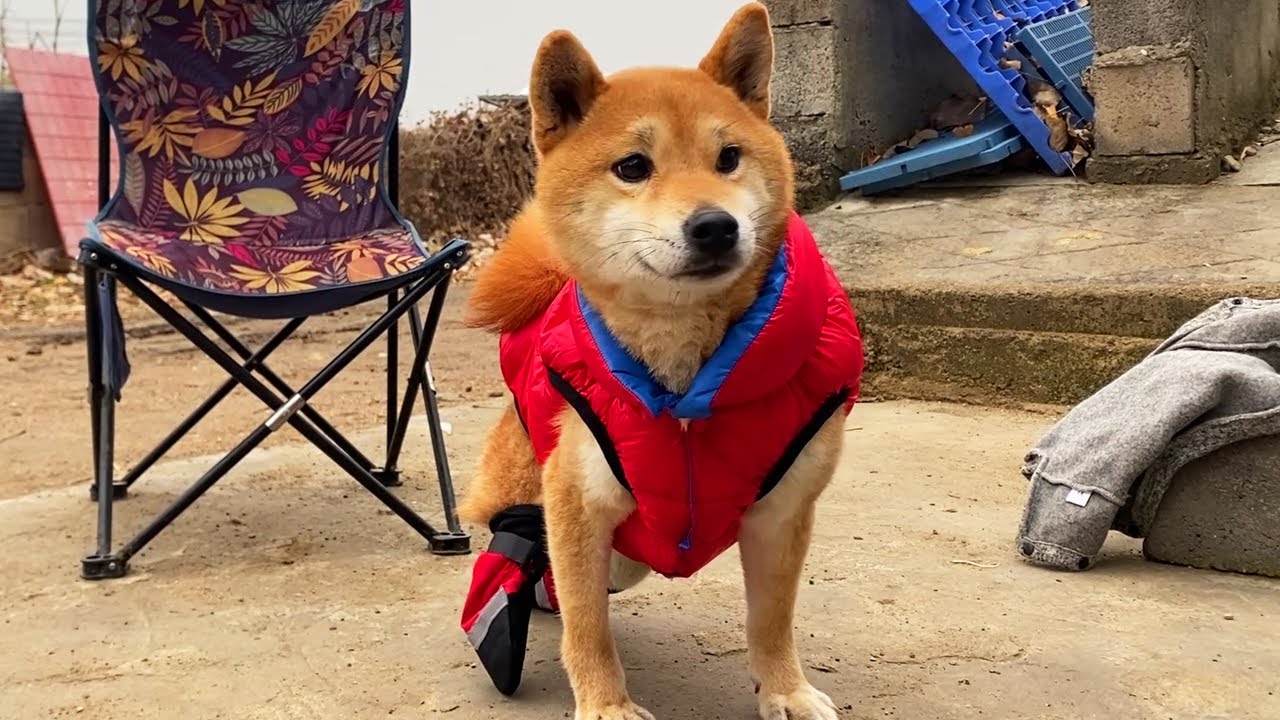 „Es ist jetzt einfach, sich zu bewegen.“ Der Shiba Inu, dessen Beine von seinem Besitzer abgetrennt wurden, wurde gut gepflegt