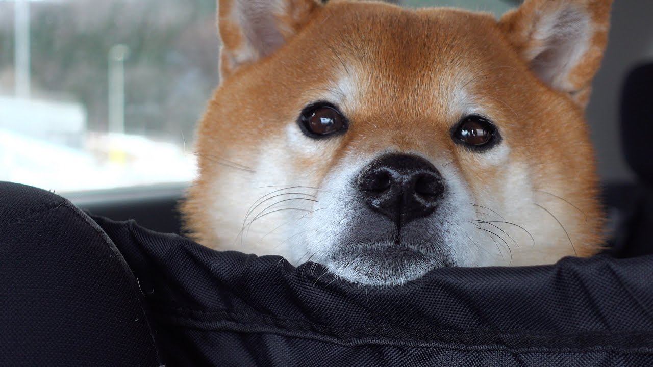 Shiba Inu macht sich auf den Weg, um den jüngeren Bruder seines Vaters zu retten, dem es nicht gut geht.