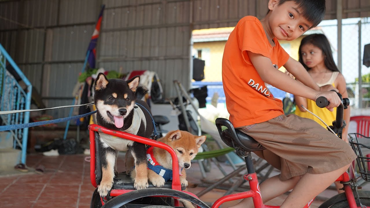 Garçons et chiens créant une magie ludique | petit shiba inu