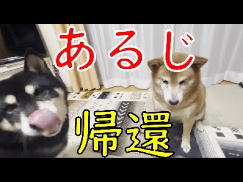 아저씨의 귀환Return to the house where the Masters favorite Shiba Inu is waiting