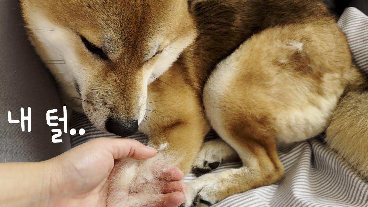 시바견 털갈이가 시작되었어요 #시바견 #shibainu #털갈이