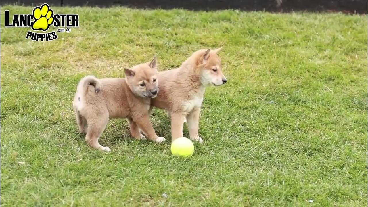 Chiots Shiba Inu aventureux