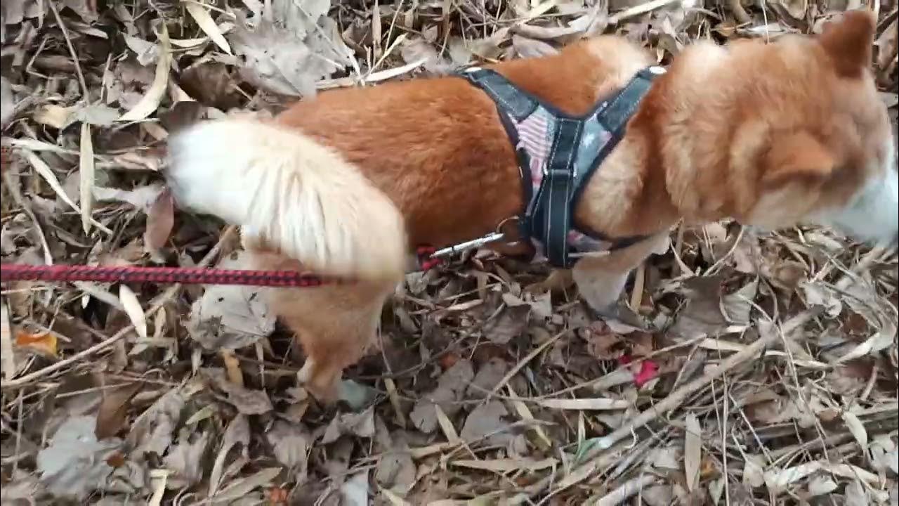 ヽ(・∀・)노이누~시바개 사냥 모드! Part 2 shiba inu dog