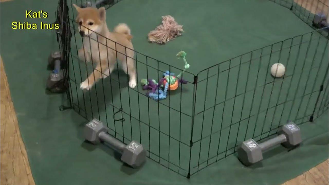 柴犬パピーウィロー II が入手可能です 2 1 24 #shibainupuppies #shibainus