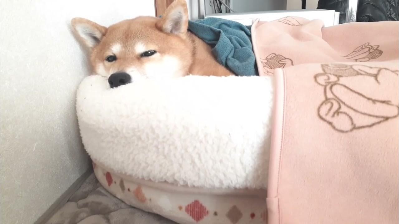 Shiba Inu Momo - staying cozy♡♡