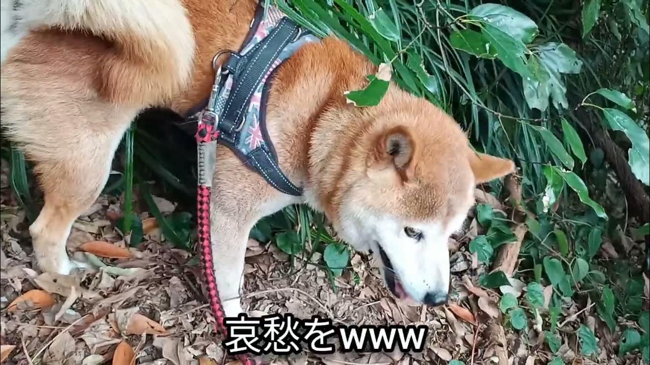 ヽ(・∀・) Noinu~ Die Traurigkeit des Shiba Inu! Shiba Inu Hund