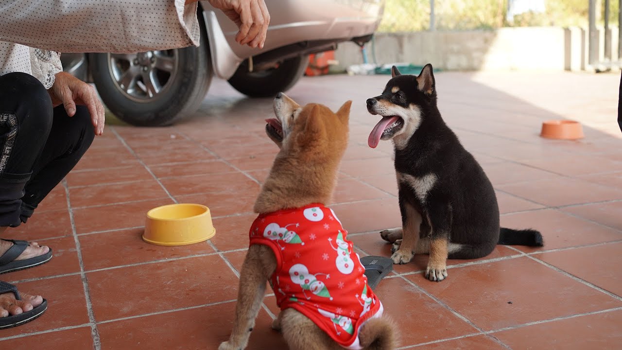 子犬遊びパラダイス |リトル柴犬