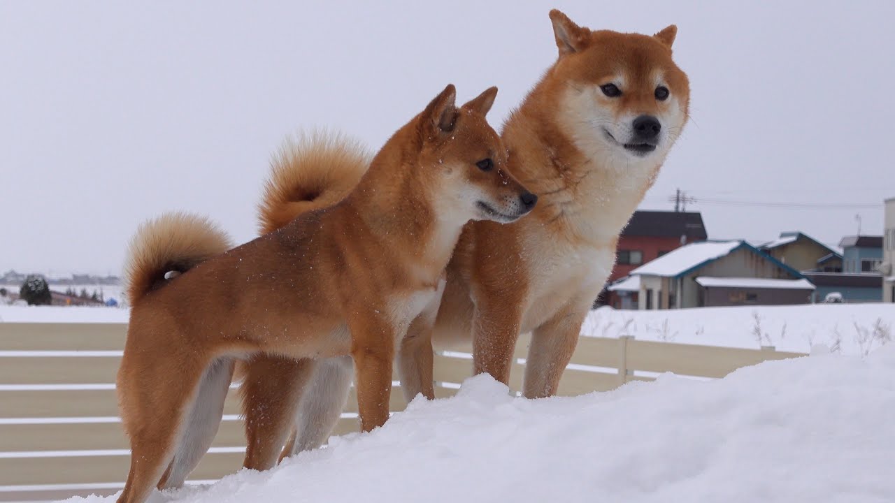 柴犬、雪で変なスイッチが入る。