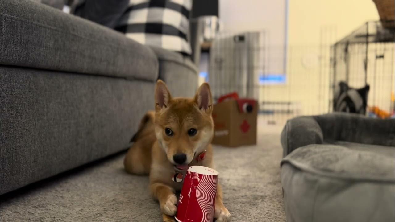 Le mignon chiot Shiba Maki joue avec la Coupe Tim Hortons