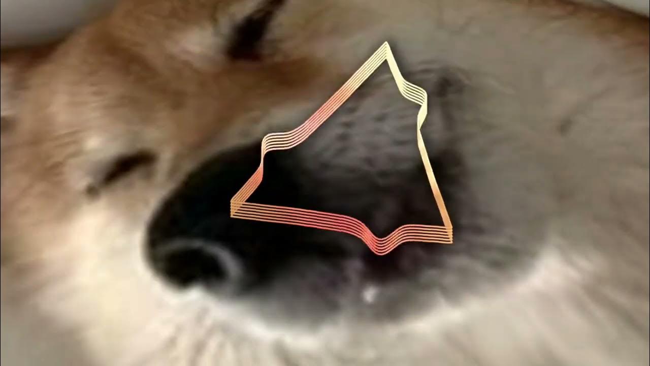 SWORRA - SHIBA INU