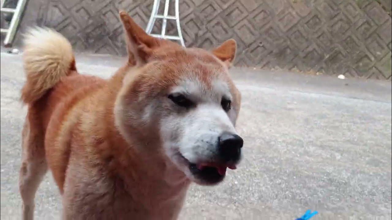 ヽ(・∀・)ノイッヌ〜と遊ぶ！ shiba inu dog