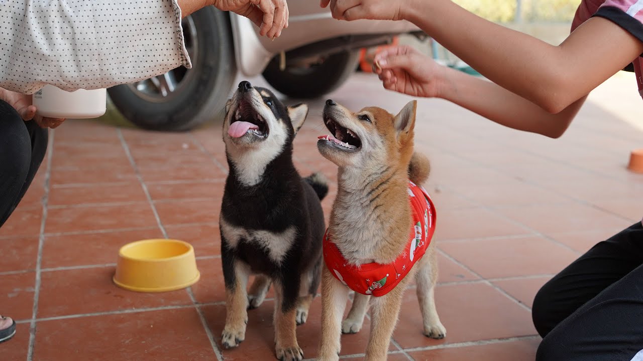 陽気な子犬がたくさん |小さな柴犬