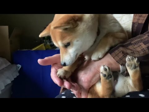 お母さんに抱っこされて動画を見る豆柴犬?Shiba Inu being held by her mother.Niña Shiba Inu retenida por su madre.柴犬被妈妈抱着♥