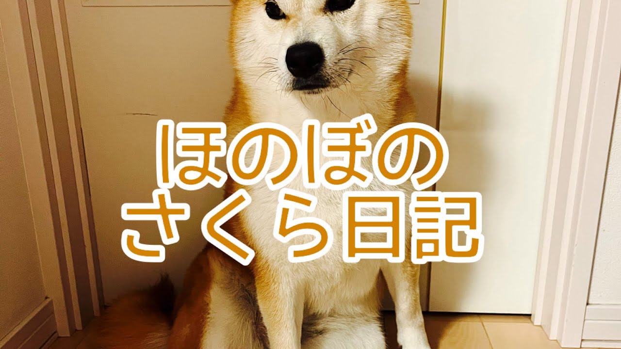 ただガムをかじってるだけの動画　　　Video of Shiba Inu just chewing gum