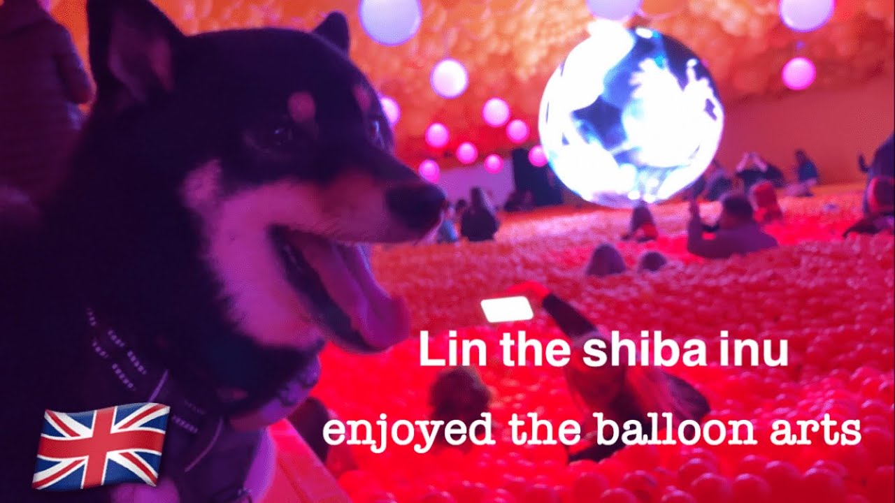 Lin der Shiba Inu besucht das Ballonmuseum in London???