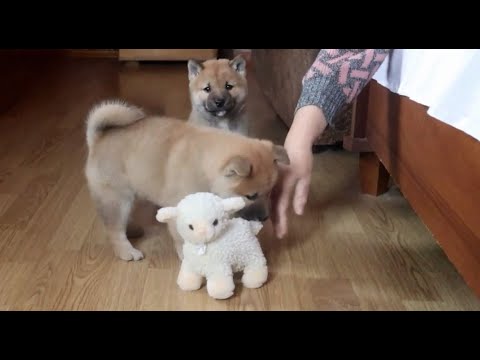 癒しの足：生後6週間の柴犬が病気の母の心を癒してくれます！ #柴犬