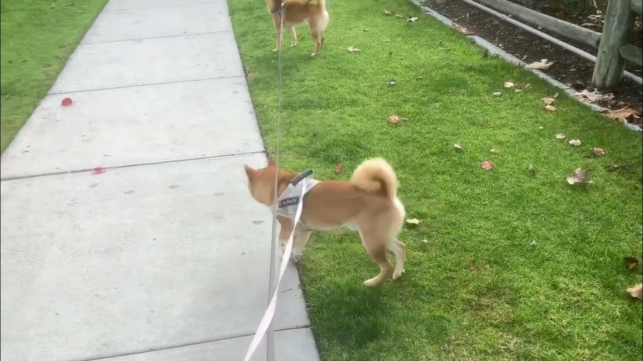 Promenade dans un parc avec Little Blue et Hachi #shibainu #dog #puppy #sunday