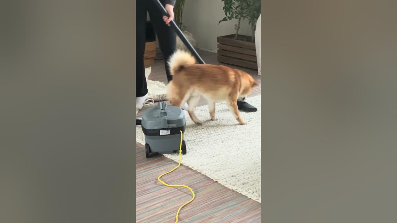 Shiba Inu gegen Staubsauger!