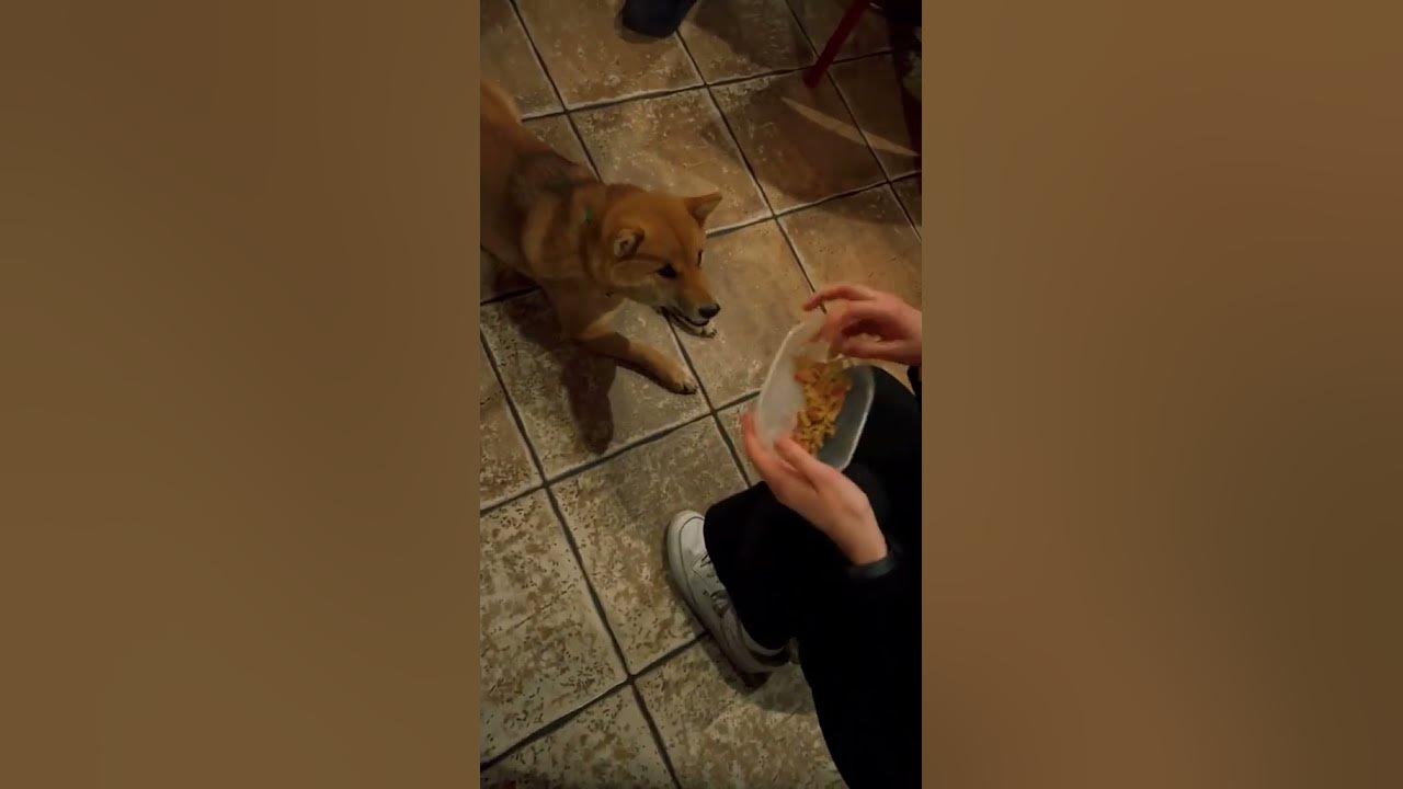 Shiba Inu Hund