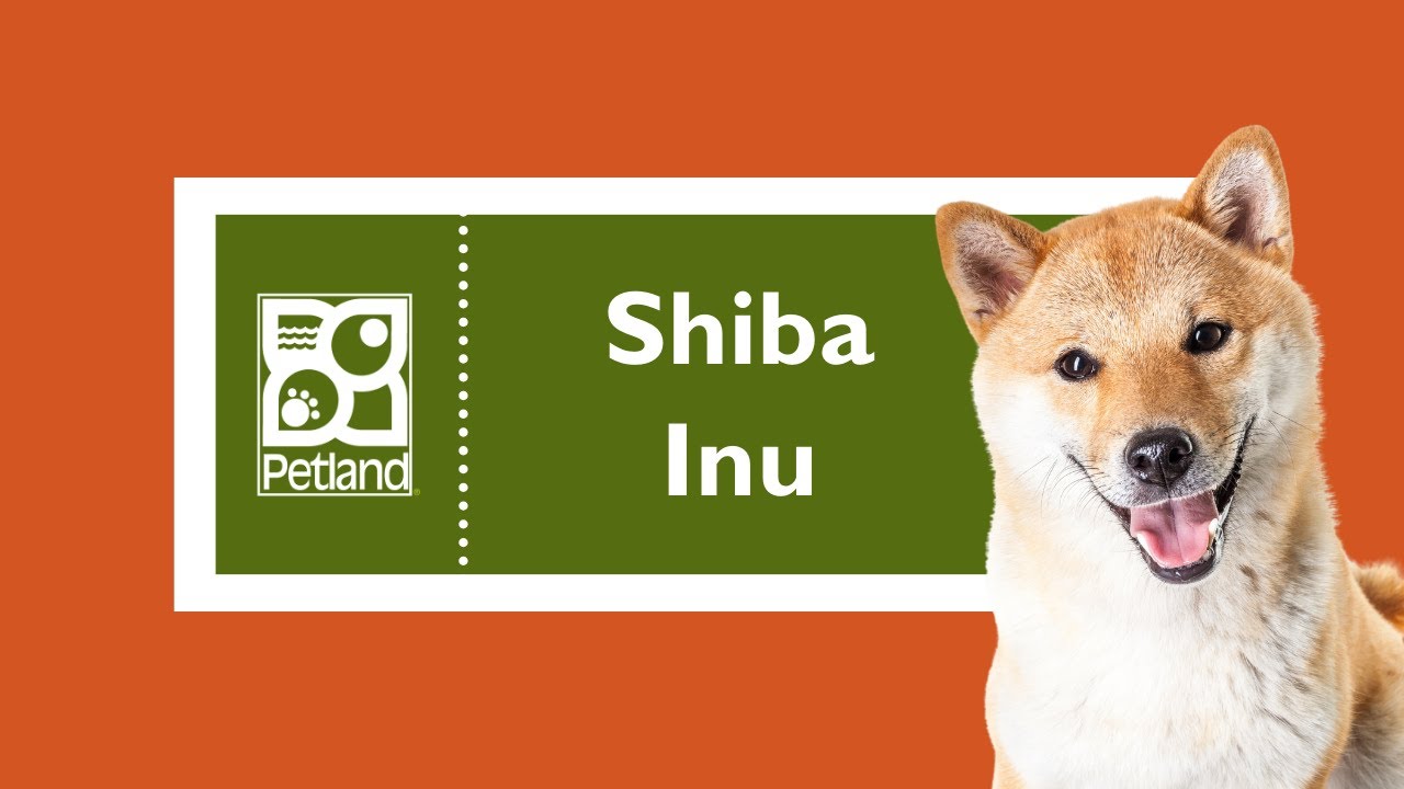 Wissenswertes über Shiba Inu