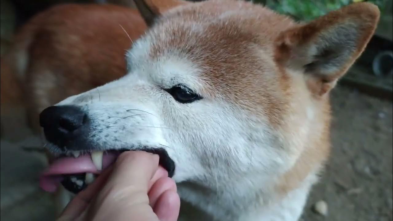 ヽ(・∀・) Noi~ Es ist Frühstück! Shiba Inu Hund