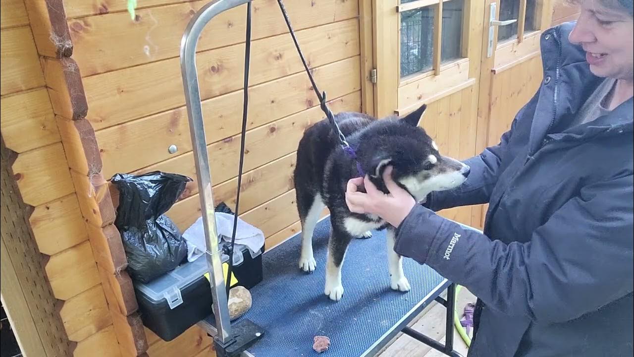 Shiba Inu Grrl - How to clean dog ears the easier way.