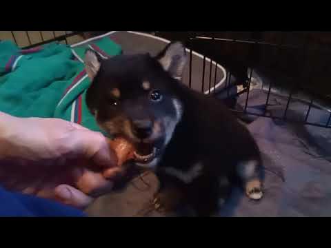 Shiba puppy eats chicken neck for the first time