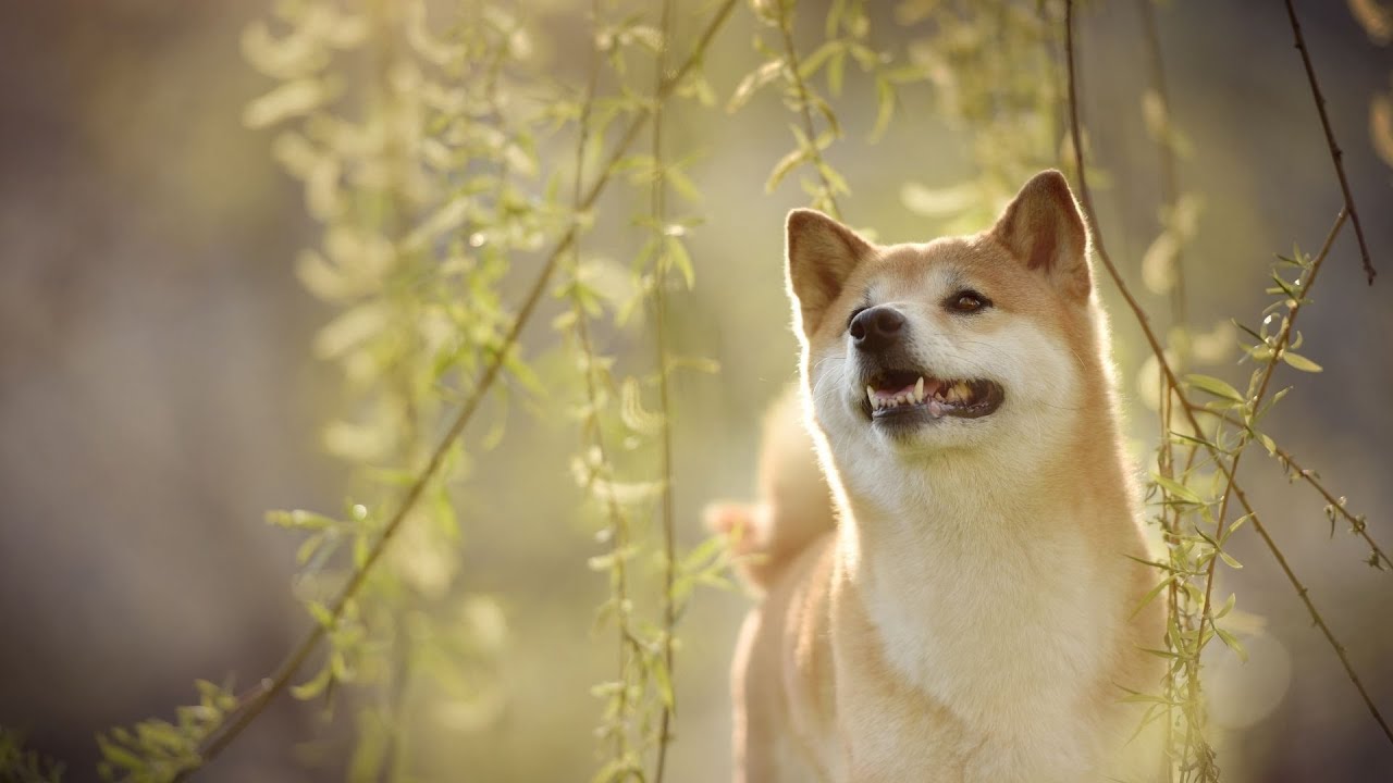 Entraîner votre Shiba Inu à l’agilité : trucs et astuces